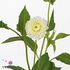 DAHL (POMPON GRP) WHITE ASTER DAHLI