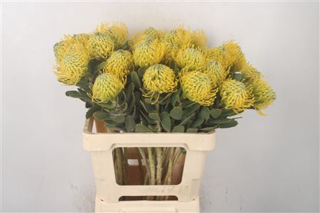 <h4>Leuco Co Sunbeam</h4>