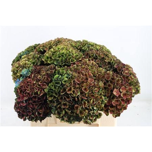 HORT  MAGICAL CHARLOTTE 55CM