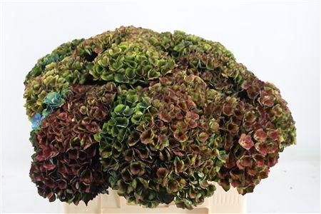 <h4>HORT  MAGICAL CHARLOTTE 55CM</h4>