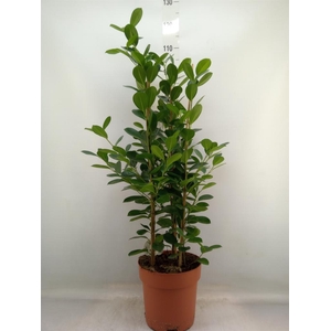 Ficus microcarpa 'Moclame'