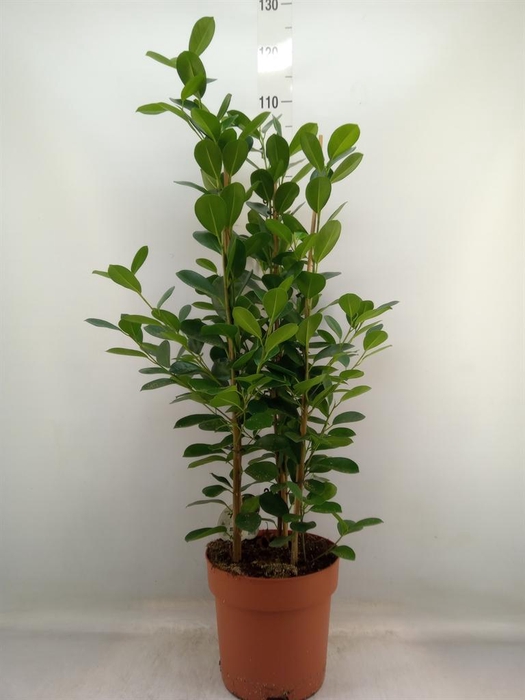 <h4>Ficus microcarpa 'Moclame'</h4>