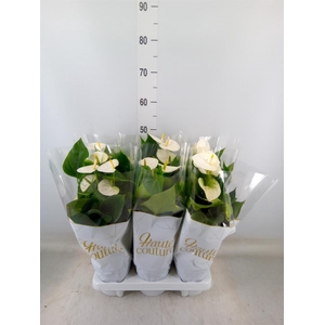 Anthurium andr. 'Cocos'