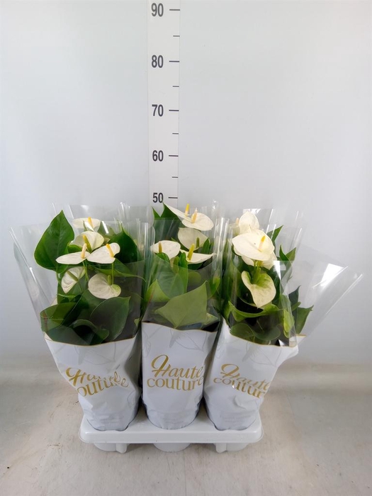 <h4>Anthurium andr. 'Cocos'</h4>