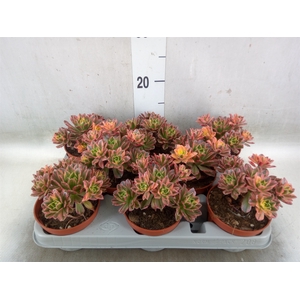 Aeonium   ...