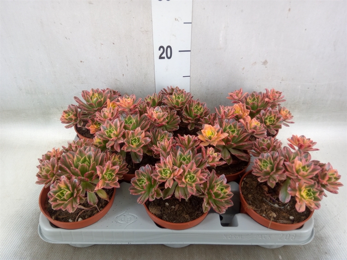 <h4>Aeonium   ...</h4>