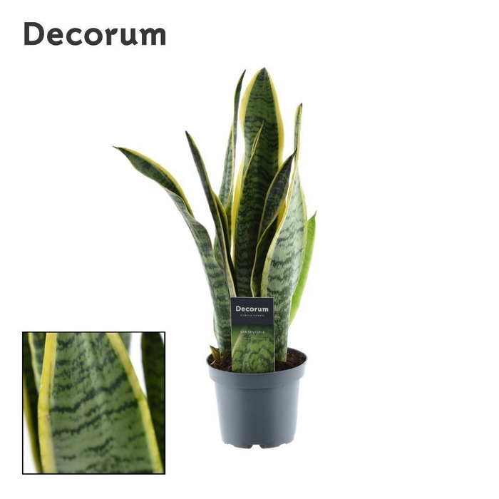 <h4>Sansevieria Laurentii (Decorum)</h4>