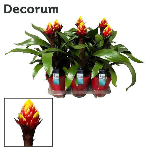 <h4>Guzmania Crown Luxe Keramiek (Decorum)</h4>