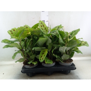 Homalomena rubescens 'Maggy'