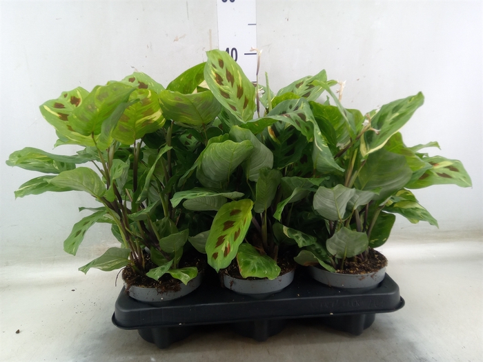 <h4>Homalomena rubescens 'Maggy'</h4>