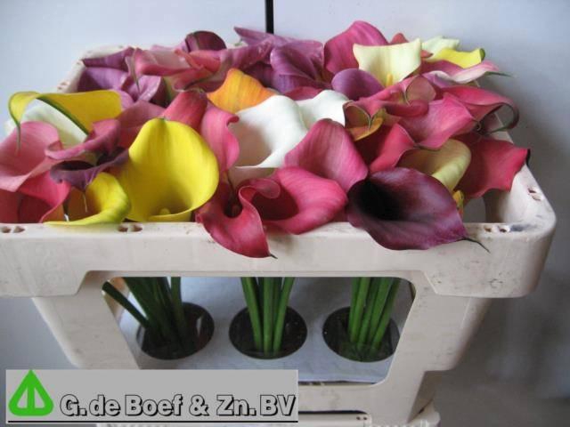 <h4>ZANT GEM IN BOS</h4>