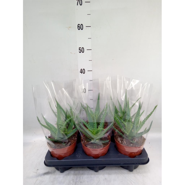 <h4>Aloe arborescens</h4>