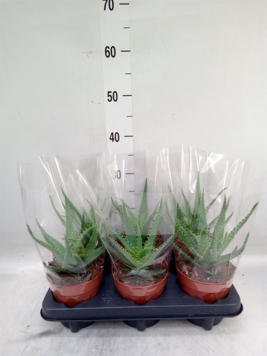 <h4>Aloe arborescens</h4>