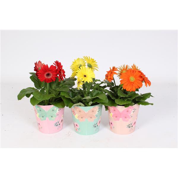 <h4>Gerbera belicht 2+ 12cm in poetry pot</h4>