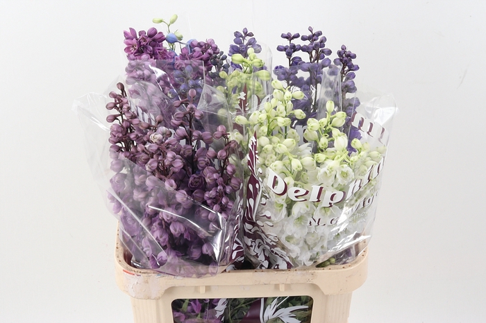 <h4>Delph Du Gem</h4>