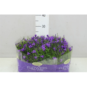 Campanula Port Ocean Blue