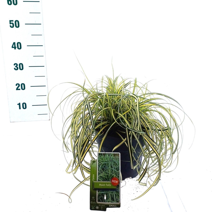 <h4>Carex oshimensis</h4>