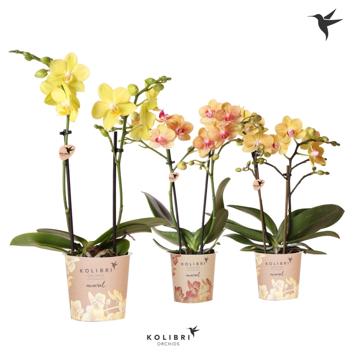 <h4>Kolibri Orchids Phalaenopsis Yellow Orange mix 2 spike</h4>