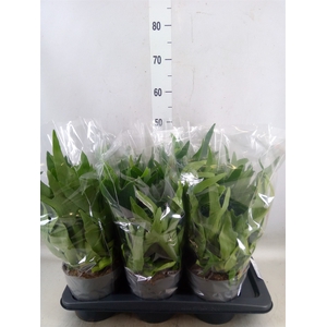 Platycerium bifurc.