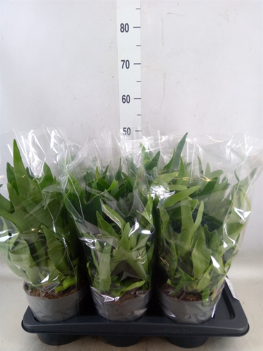 <h4>Platycerium bifurc.</h4>