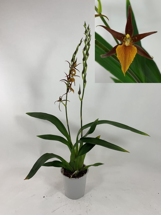 <h4>French Town 2-tak</h4>