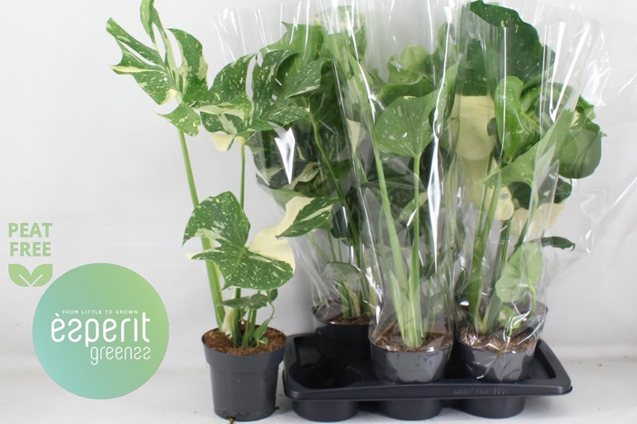 MONSTERA DEL THAI CO