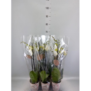 Phalaenopsis   ...mix
