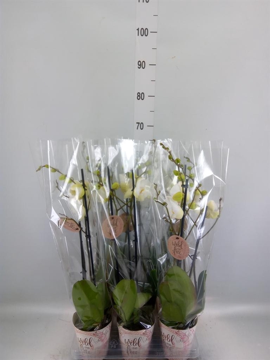 <h4>Phalaenopsis ...mix</h4>