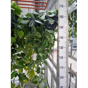 Scindapsus pictus 'Trebie'