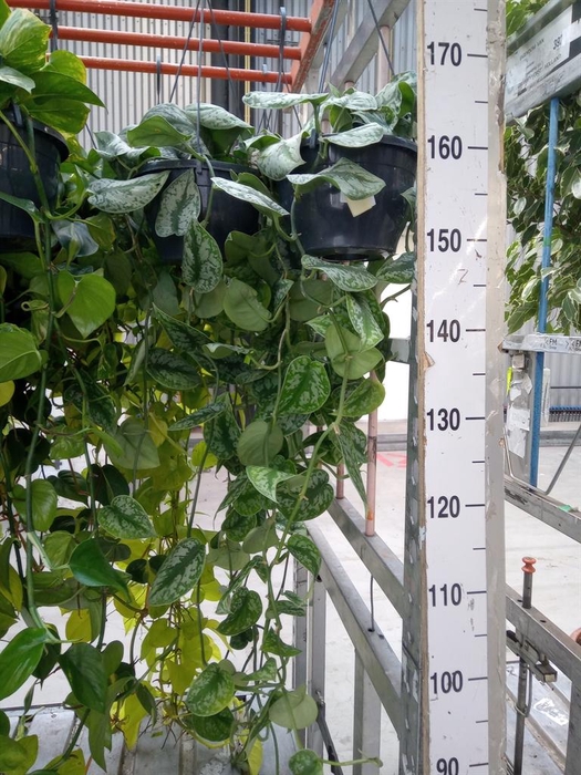 <h4>Scindapsus pictus 'Trebie'</h4>