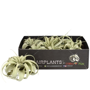 TILLANDSIA XEROGRAPH