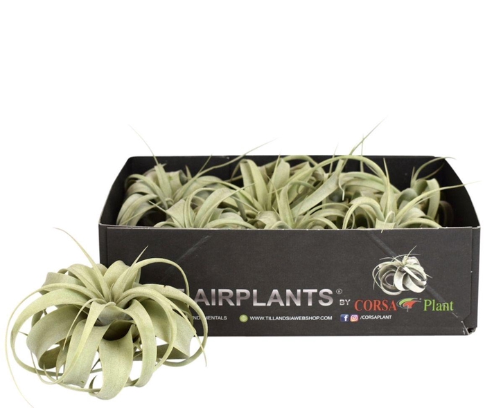 <h4>Tillandsia xerographica bonsai x8</h4>