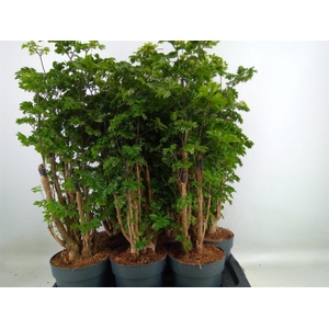 Polyscias  'Roble'