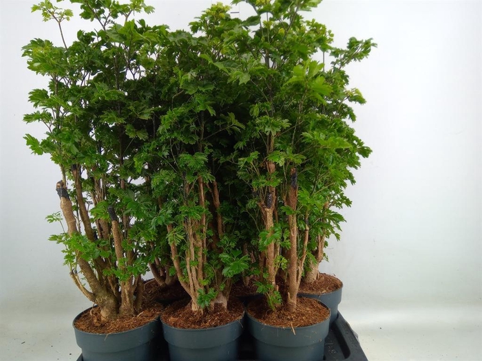 <h4>Polyscias  'Roble'</h4>