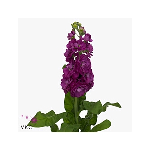 Matth Phant Hot Pink 70cm