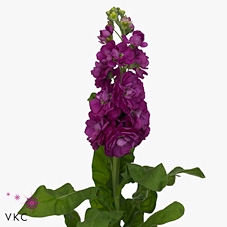 <h4>Matth Phant Hot Pink 70cm</h4>