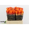 R Gr Diya's Fire