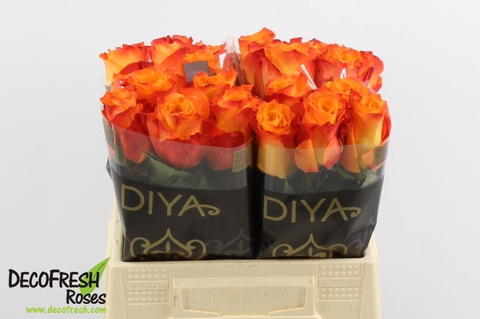 R Gr Diya's Fire