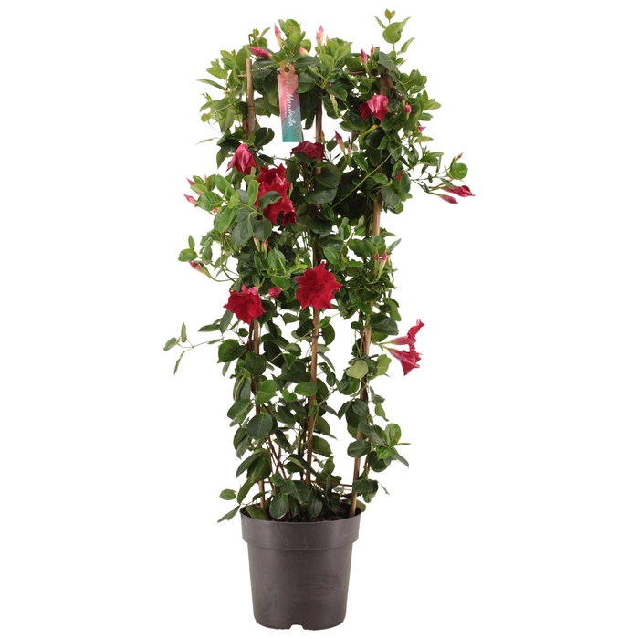 <h4>Dipladenia Sundaville RED op rek p21 (PT)</h4>