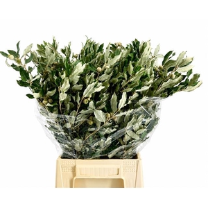 Quercus Ilex (steeneik)
