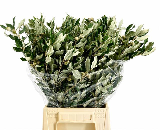 <h4>Quercus Ilex (steeneik)</h4>