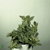 Fittonia Verschaffeltii mini Bambino