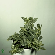 Fittonia Verschaffeltii mini Bambino