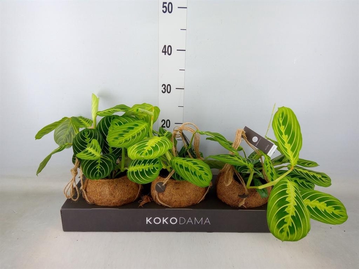 <h4>Maranta leuc.   ...</h4>