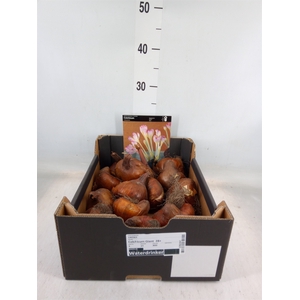 Colchicum  'Giant'
