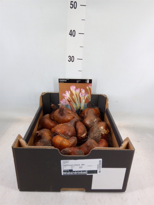 <h4>Colchicum  'Giant'</h4>