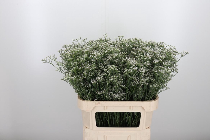<h4>Lim Casp White Neto</h4>
