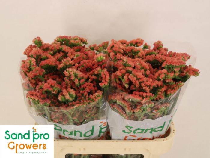 <h4>LIM S ROYAL ORANGE</h4>