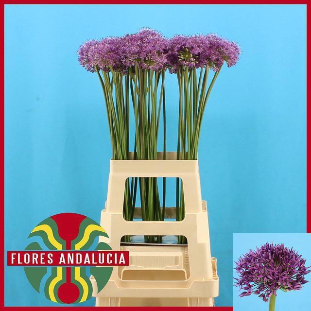 <h4>ALLIUM GLADIATOR</h4>