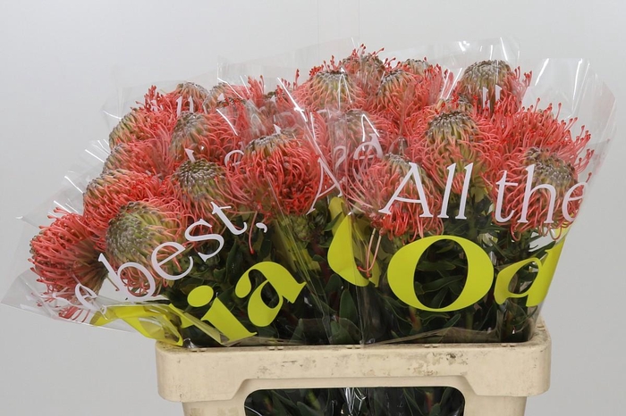Nutans Ayoba Pink Guava